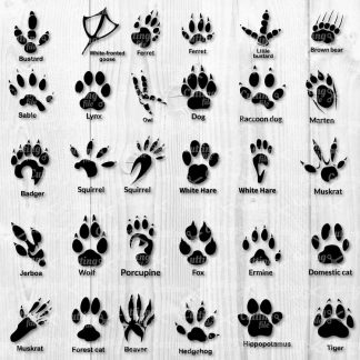 Animal Paw SVG Cut File