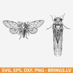 Cicada SVG Bundle, Cicada Clipart, Brood X SVG, PNG, DXF, EPS, Cut Files for Cricut and Silhouette, Instant Download